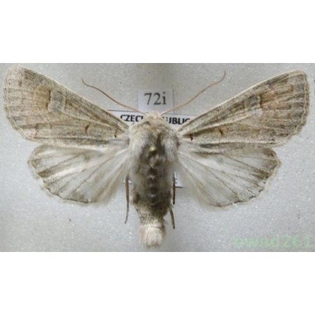 Ammoconia caecimacula (Denis & Schiffermüller, 1775) Czech72i